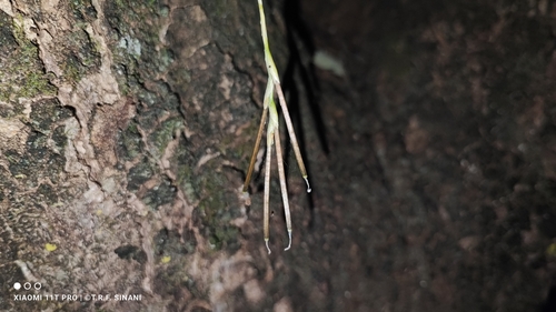 Image of Tillandsia Loliacea (Tillandsia loliacea) by (c) Thomaz Ricardo Favreto Sinani, some rights reserved (CC BY)