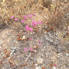 Chorizanthe douglasii
