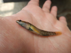 Etheostoma lepidum