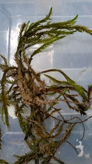 Fontinalis neomexicana