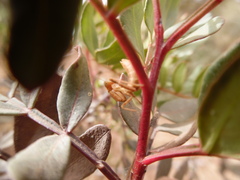 Ameles spallanzania