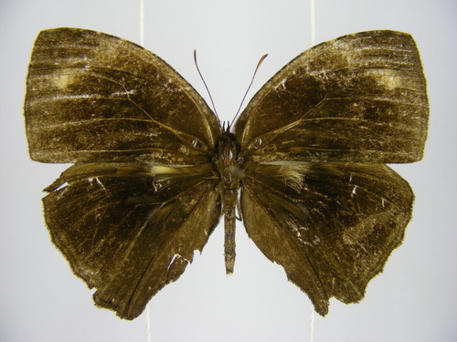 Large Marbled Bush Brown