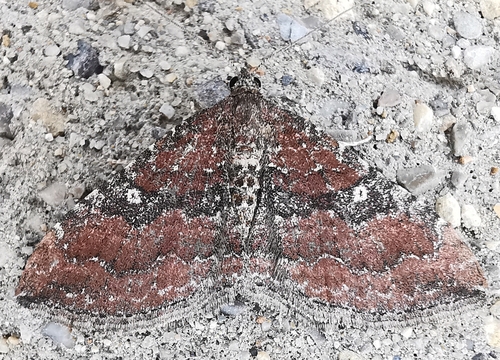 Nycterosea obstipata