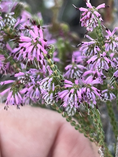 Image of Roundhead Heath (Erica globiceps) by (c) Charleen Brunke, some rights reserved (CC BY)
