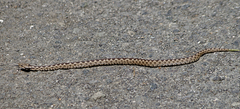 Vipera ammodytes