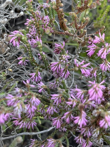 Image of Roundhead Heath (Erica globiceps) by (c) Charleen Brunke, some rights reserved (CC BY)
