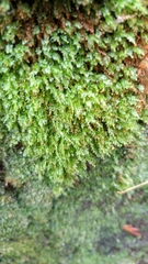 Aulacomnium androgynum