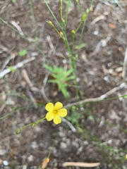 Linum sulcatum