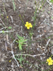 Linum sulcatum