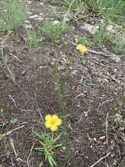 Linum sulcatum