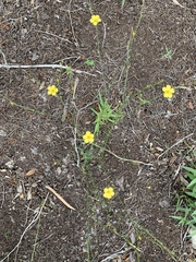 Linum sulcatum
