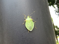 Chlorocoris distinctus