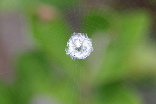 Lined orbweaver photo 6