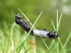 Diptera