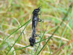 Diptera