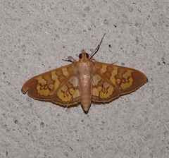 Prenesta fenestrinalis