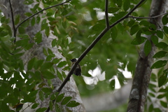 Picumnus olivaceus image