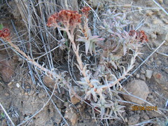 Crassula pruinosa
