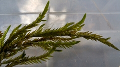 Fontinalis neomexicana