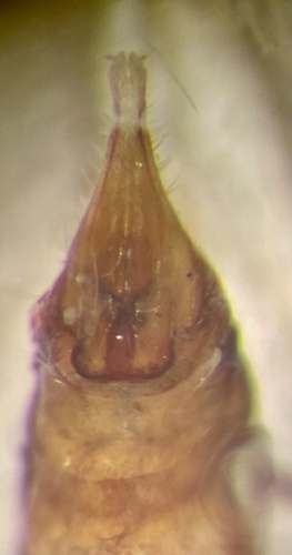 Small Red Sedge, photo 3 of 10