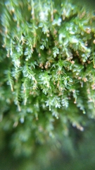 Aulacomnium androgynum