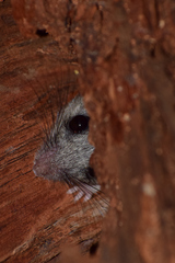 Peromyscus simulus