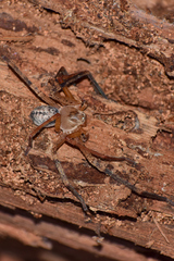 Curicaberis culiacan