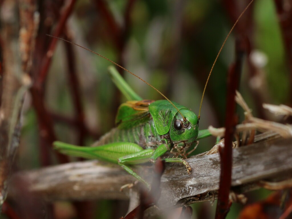 Pyrenean Meadow Bush-cricket