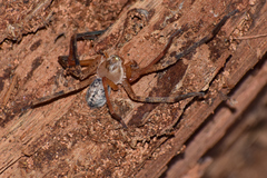 Curicaberis culiacan