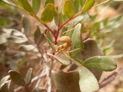 Ameles spallanzania