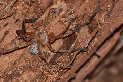 Curicaberis culiacan