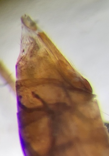 Small Red Sedge, photo 2 of 10