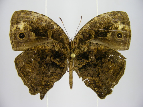 Large Marbled Bush Brown