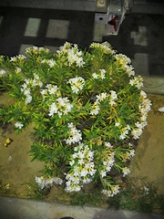 Nerium oleander