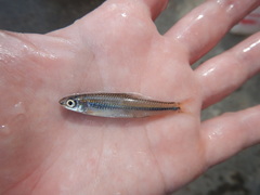 Notropis volucellus