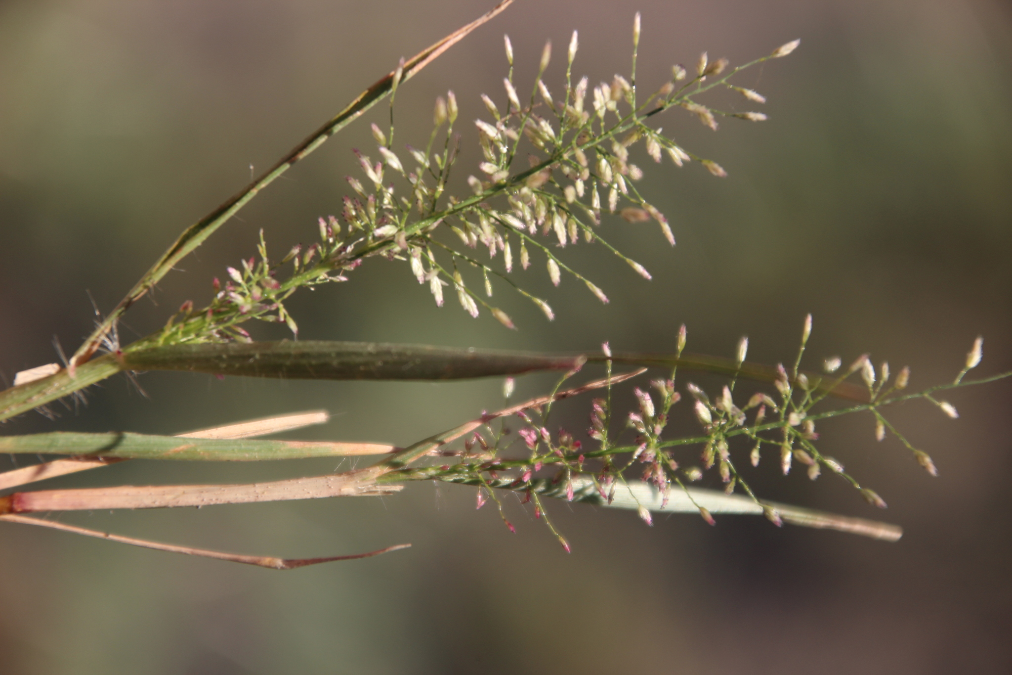 Eragrostis viscosa