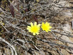 Anisocoma acaulis