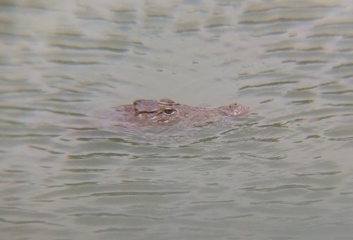 Mugger Crocodile