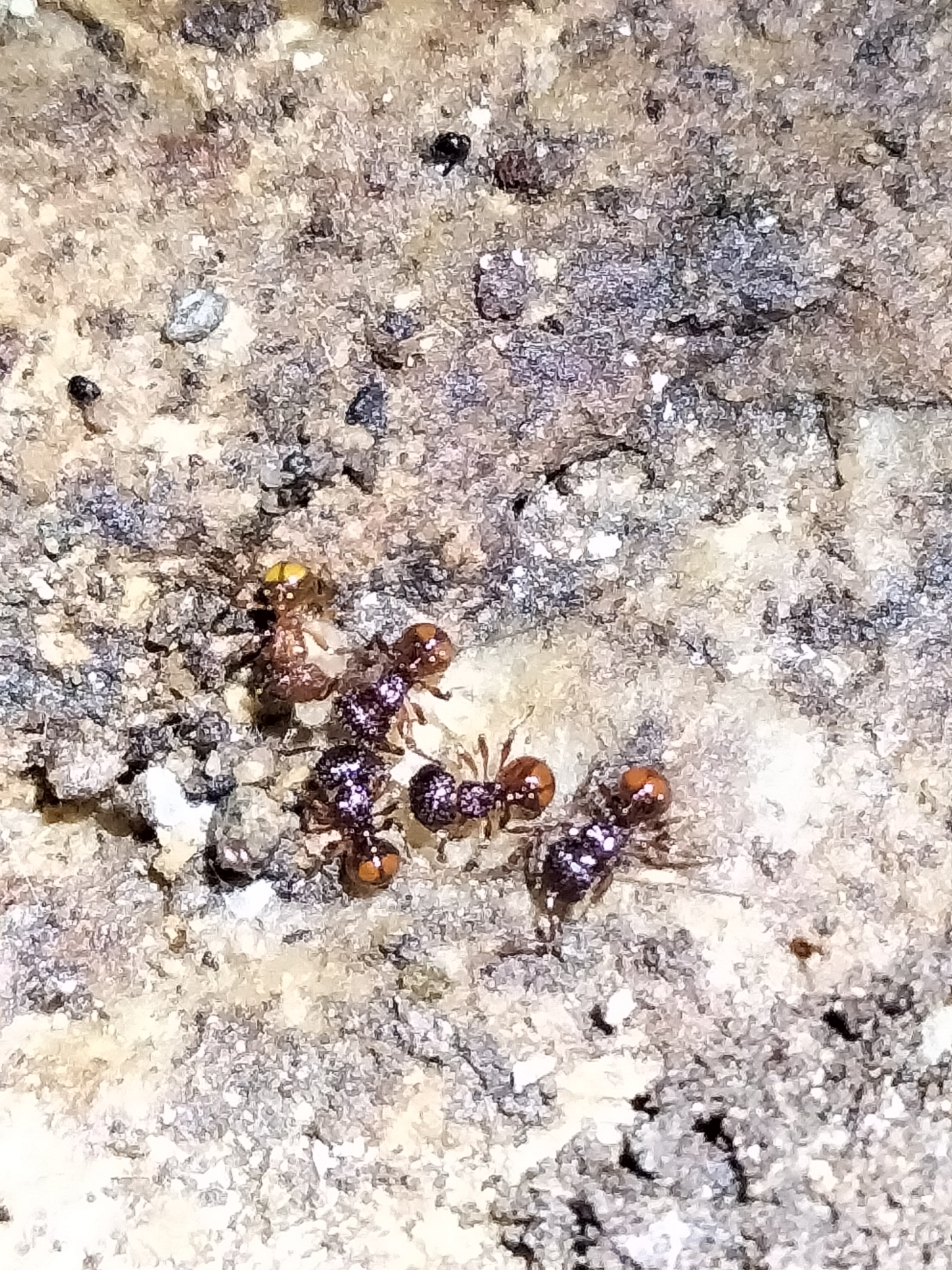 Pristomyrmex foveolatus