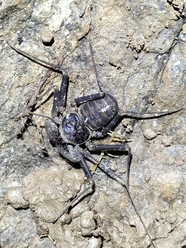 Charinus pescotti photo 5