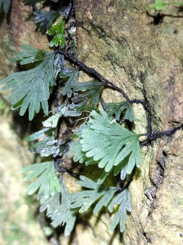 Hymenophyllum digitatum observed 2024-05-04