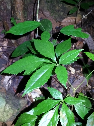 Image of Carnarvonia araliifolia by (c) Matthew Borella, some rights reserved (CC BY)