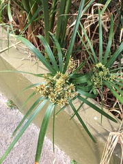 Cyperus alterniflorus