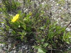 Potentilla pedata