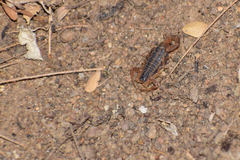 Centruroides baldazoi