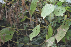 Mitrospingus cassinii image
