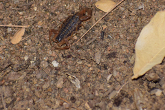 Centruroides baldazoi