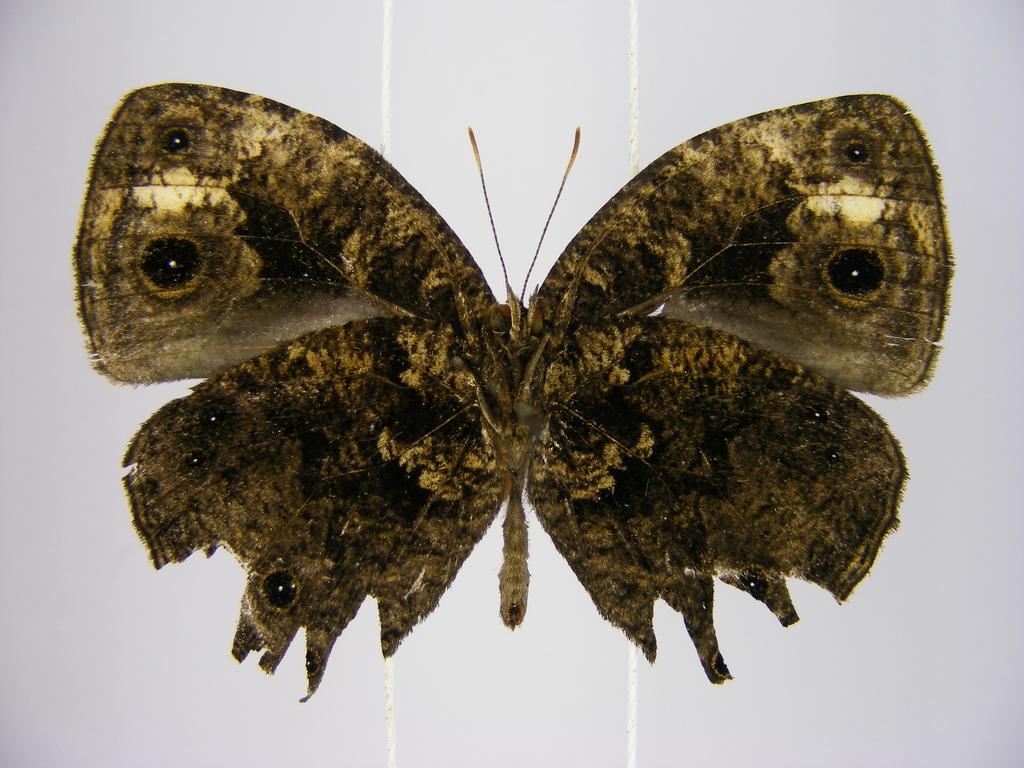 large marbled bush brown