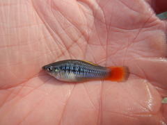 Xiphophorus variatus