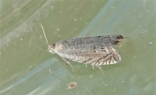 Pea Moth